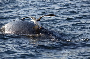 Yunus martı yakın çekim