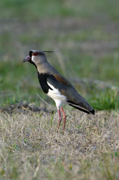 Kiebitz aus nächster Nähe — Stockfoto