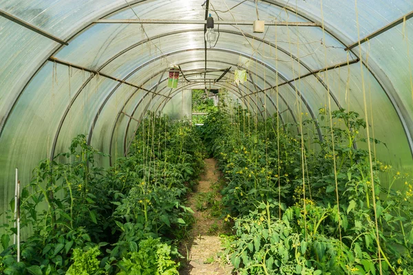 Szklarni pomidory i papryka zielona — Zdjęcie stockowe