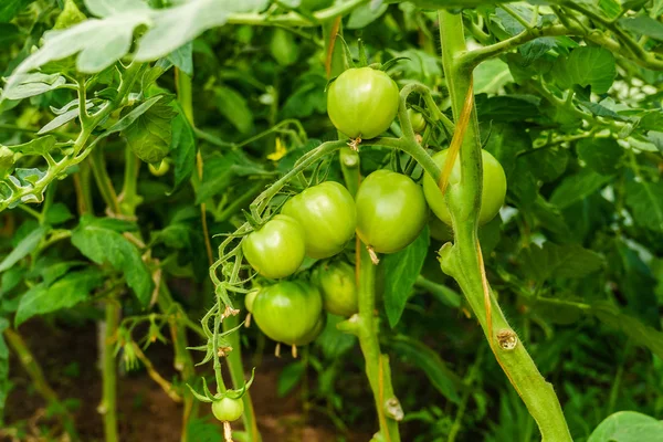 Green tomatoes in the greenhouse