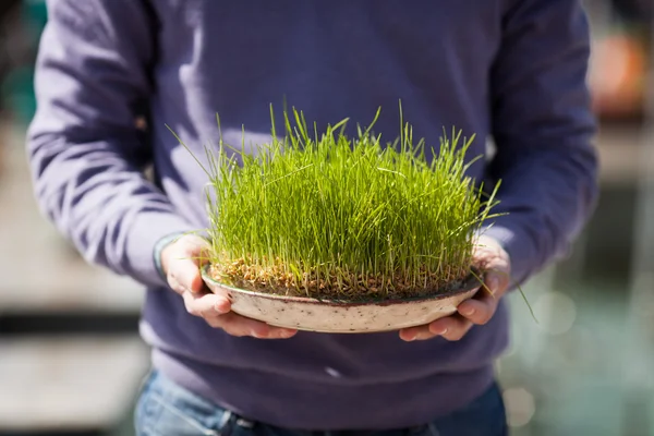 Ontkiemen van tarwe als een symbool — Stockfoto