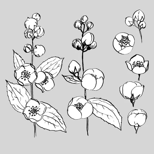 Des brins et des fleurs de jasmin. Ensemble vectoriel dessiné à la main . — Image vectorielle