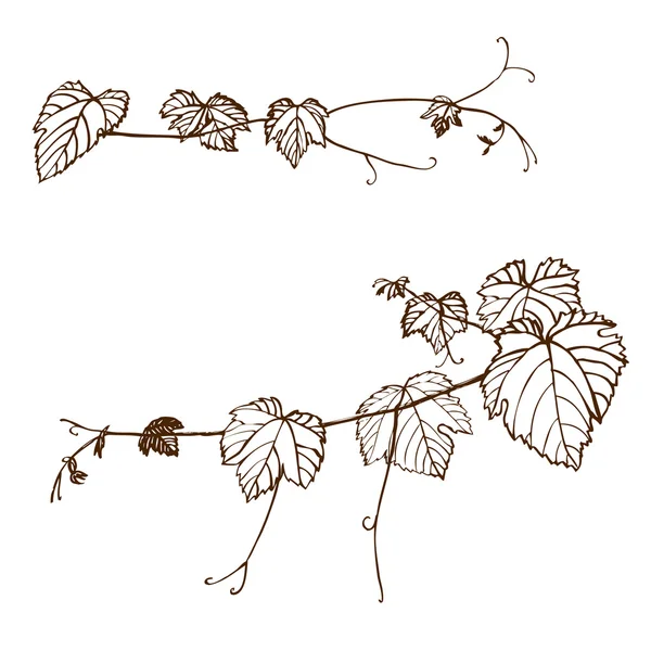 Conjunto de vides de uva. Ilustración vectorial — Vector de stock