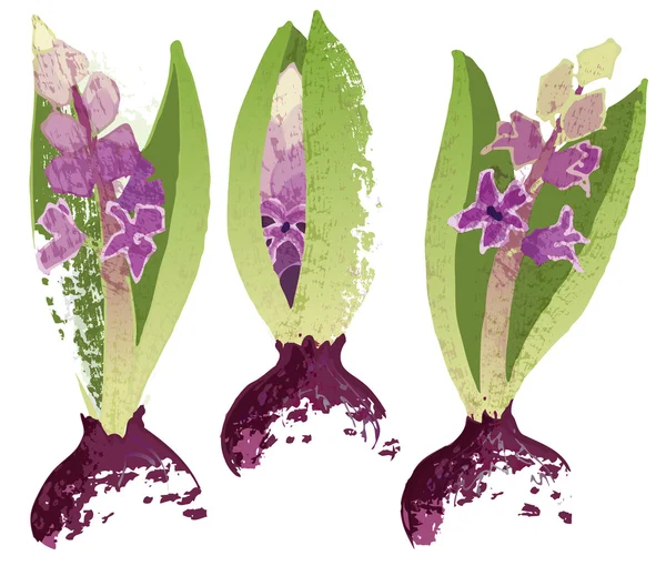 Tři Hyacint s cibulí — Stockový vektor