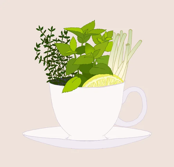 Набор свежих трав в чашке чая — стоковый вектор