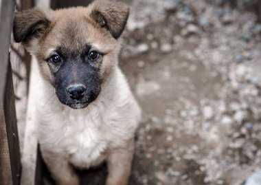 Siyah gözlü şirin köpek yavrusu dosdoğru karşıya bakıyor. Evcil hayvanlar.