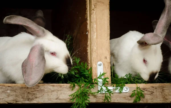 rabbit Breeding. Two white rabbits in cages eat grass. Farming.