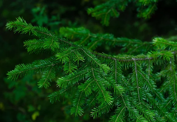 Piękna Gałąź Świerkowa Igłami Gałęzie Świerkowe Zbliżenie Choinka Naturze Świerk — Zdjęcie stockowe