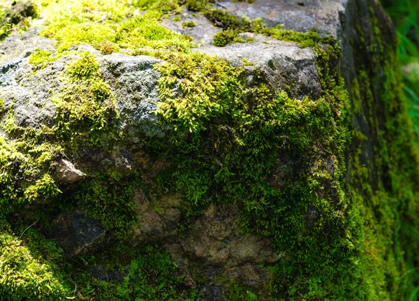 Bloque Piedra Densamente Cubierto Musgo Bosque Hermoso Objeto Forestal — Foto de Stock