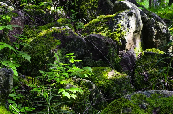 Çekici orman manzarası. Ağaçlar ve yeşil çimenler arasında yosun kaplı büyük kayalar..