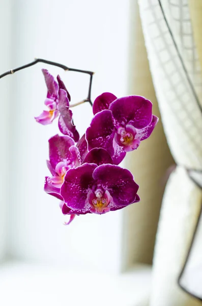 Purple Orchid flowers close-up. Indoor floriculture. Bright flowers. — Stock Image Purple Orchid Flowers Close Indoor Floriculture Bright Flowers Stock Image