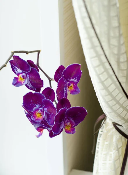 Branch of Orchid flowers with purple hue close-up. Indoor floriculture. Bright flowers. — Stock Image Branch Orchid Flowers Purple Hue Close Indoor Floriculture Bright Flowers Royalty Free Stock Images