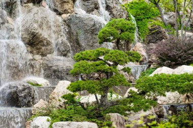 Şelale ve kayalık duvarın arka planında yeşil bonsai. Dekoratif mini ağaç. Japon bahçe geleneği..