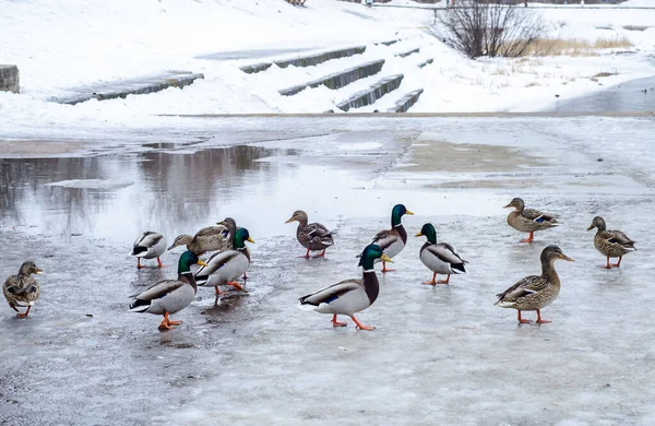 Wild ducks and drakes walk on ice. Waterfowl in winter weather.