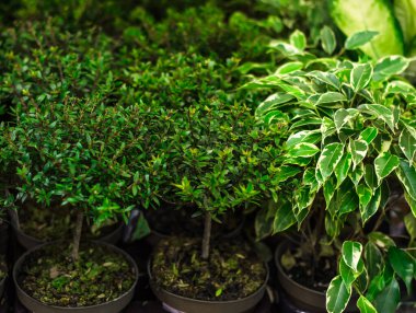 Myrtle is genus of evergreen woody plants with white fluffy flowers containing essential oils of myrtle family. Growing indoor plants. Young plants in pots, prepared for transplanting.