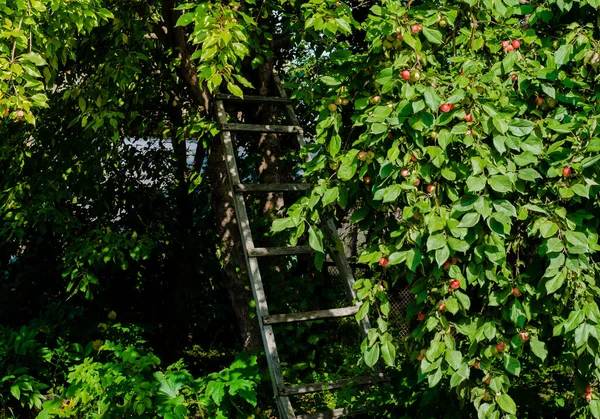 Old Wooden Staircase Garden Surrounded Abundant Greenery Trees Summer Landscape — Stock Photo, Image