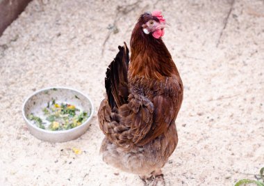  Kümes hayvanları bahçesinde kahverengi tavuk yürüyor. Tarım endüstrisi. Kümes hayvanları