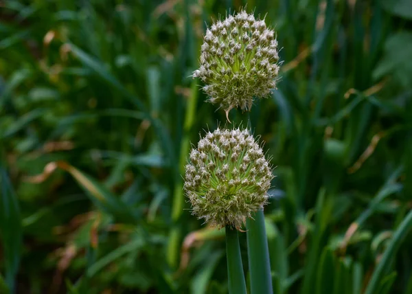 Inflorescencias Cebolla Batotón Sobre Fondo Hojas Verdes Cultivos Cultivo Alimentos —  Fotos de Stock