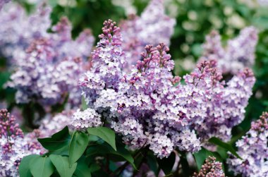 Güzel çiçek açan leylak dalları. Narin leylak renginde bir sürü küçük çiçek. Bahçe süsleri. Botanik.
