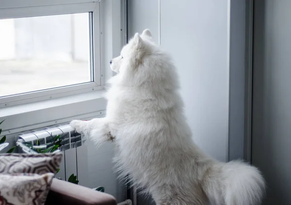 Bílý Čistokrevný Pes Dívá Okna Ulici Pokoje Samoyed — Stock fotografie