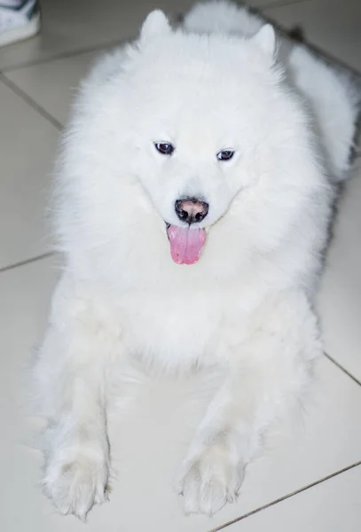 Fehér Samoyed Nyitott Szájjal Fekszik Csempe Padlón Mancsok Kinyújtva Kedvtelésből — Stock Fotó