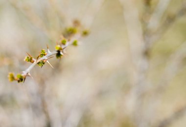 Bahar aylarında dikenli ve taze yapraklı Bektaşi üzümü dalları. Böğürtlen yetiştirme. Seçici odak, arkaplan bulanıklığı.