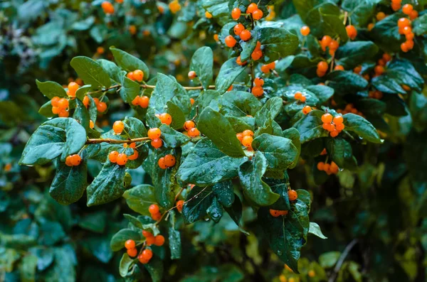 Wolfberry Strauch Mit Ungenießbaren Gelben Beeren Und Grünen Vom Regen — Stockfoto