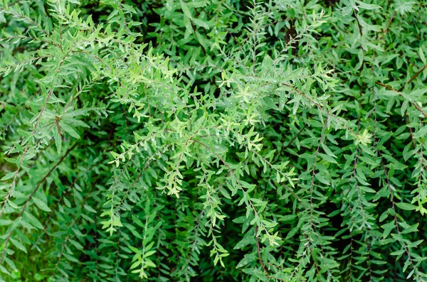 Small Green Leaves Branches Garden Shrub Rain — Stock Photo, Image