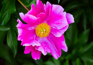 Yeşil yaprakların arka planında çiçek açan şakayıklar. Süslü bitkilerden oluşan büyük pembe çiçekler. Botanik