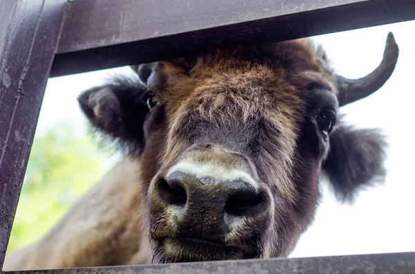 Retrato Toro Animal Adulto Artiodáctilo Agricultura Ganadería — Foto de Stock