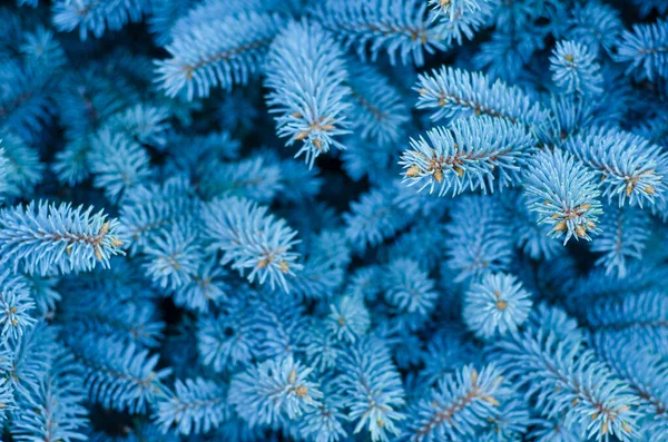 Фон Красивих Гілок Блакитної Ялинки Новорічні Листівки — стокове фото