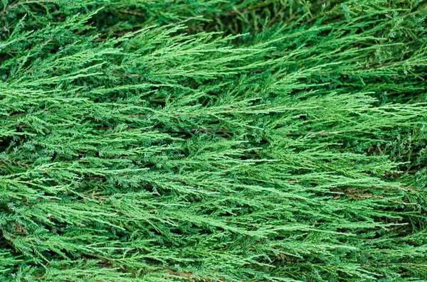 Background Consists Horizontally Arranged Branches Coniferous Tree Green Shoots Thuja — Stock Photo, Image