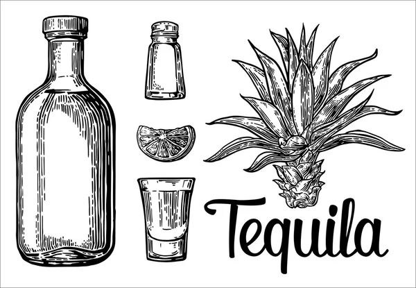 Glas, fles tequila, cactus, zout, kalk — Stockvector