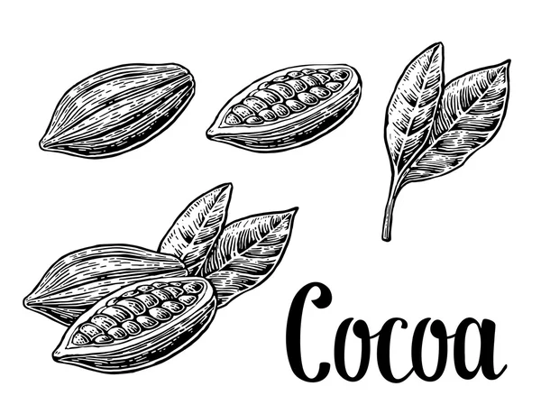 Hojas y frutas de granos de cacao. Ilustración grabada vectorial vintage. Negro sobre fondo blanco . — Archivo Imágenes Vectoriales