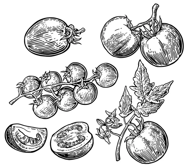 Reihe handgezeichneter Tomaten isoliert auf weißem Hintergrund. Tomate, Hälfte und Scheibe isoliert gravierte Illustration. — Stockvektor