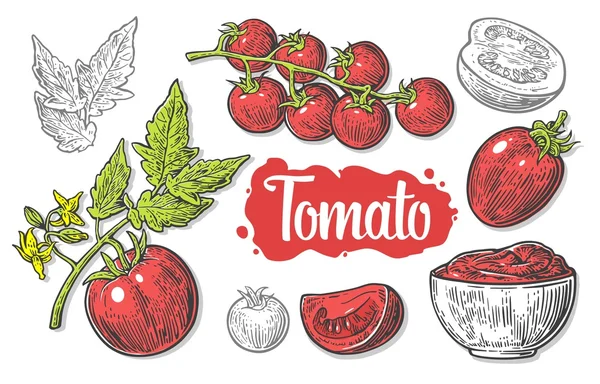 Set van hand getekende tomaten geïsoleerd op witte achtergrond. Tomaat, half en slice geïsoleerde gegraveerde vector illustratie. — Stockvector