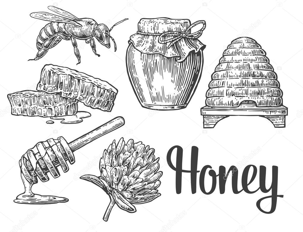 Honey set. Jars of honey, bee, hive, clover, honeycomb. Vector vintage engraved illustration.