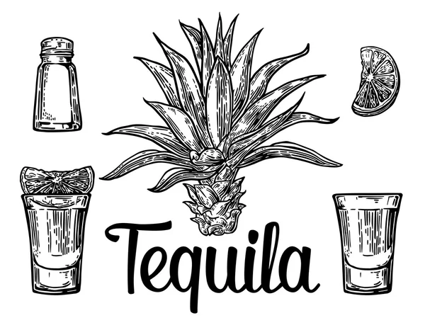 Vidro e garrafa de tequila. Cacto, sal e limão Conjunto de cocktails alcoólicos desenhados à mão. Ilustração vetorial . — Vetor de Stock