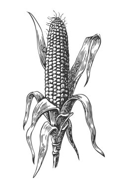 Yaprak ile koçan üzerinde olgun mısır. Vektör vintage gravür illüstrasyon. Beyaz arka planda yalıtılmış. 