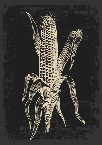 Jagung matang di tongkol dengan daun. Ilustrasi ukiran vektor vintage. Terisolasi di latar belakang gelap . - Stok Vektor