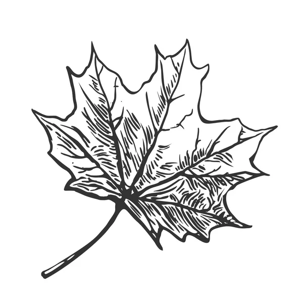 Maple leaf vintage color engraved Royalty Free Vector Image