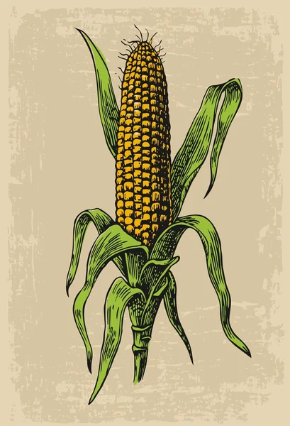 Reifer Mais auf dem Maiskolben mit Blatt. Vektorgravur-Illustration. isoliert auf beigem Hintergrund. — Stockvektor