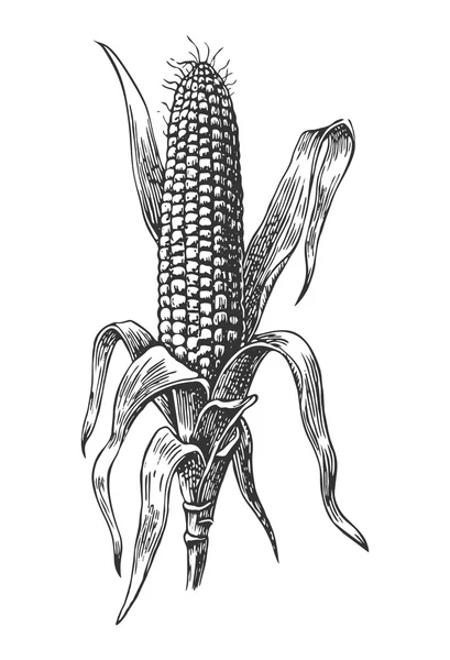 トウモロコシを葉と一緒にコブに熟した。ベクトルヴィンテージ彫刻イラスト。白い背景に隔離. — ストックベクタ