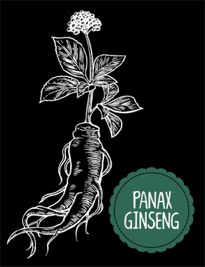 Panax ginseng kök ve yaprakları. Şifalı bitkiler Vintage çizimi oyma vektör. Biyolojik katkı maddeleri vardır. Sağlıklı bir yaşam tarzı. Geleneksel tıp, Bahçe. Siyah arka plan.
