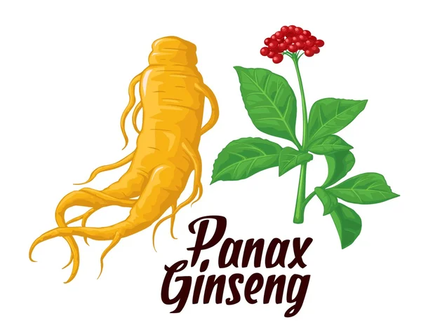 Akar dan daun panax ginseng. Vektor berwarna-warni ilustrasi datar tanaman obat. Zat aditif biologis. Gaya hidup sehat. Untuk obat tradisional, berkebun . - Stok Vektor