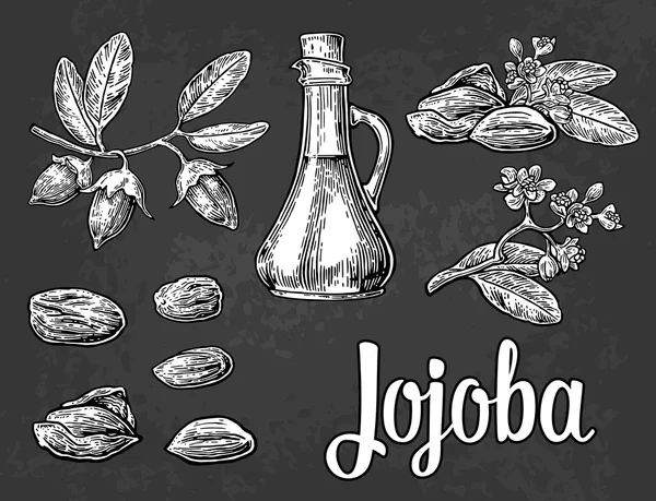 Jojoba fruta con frasco de vidrio. Dibujado a mano vector vintage ilustración grabada . — Vector de stock
