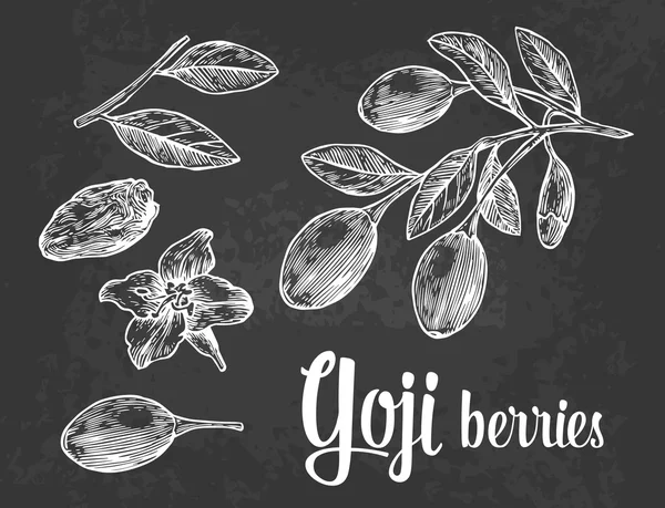 Des baies de Goji sur une branche. Illustration de gravure vintage vectorielle noir et blanc . — Image vectorielle