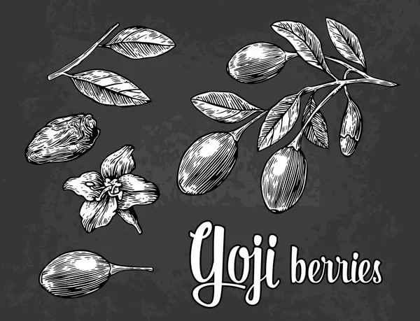 Goji ベリー ブランチで。黒と白のベクトル ヴィンテージの図の彫刻. — ストックベクタ