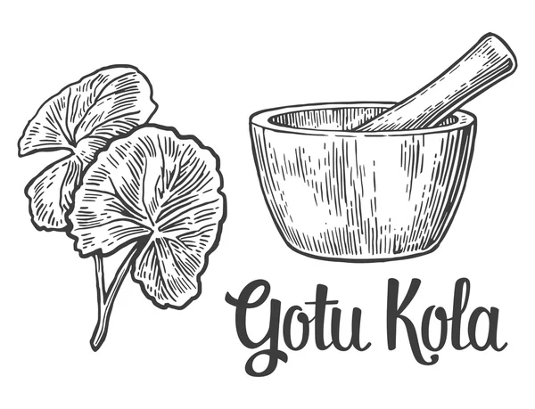 GotU kola - medicinalväxt. Vektor vintage ingraverad illustration — Stock vektor