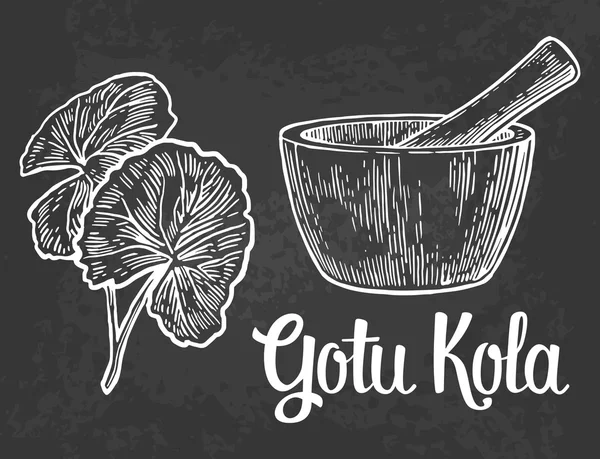 Gotu kola - pianta medicinale. Illustrazione incisa vintage vettoriale — Vettoriale Stock